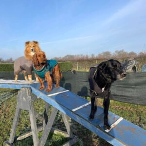 Field Hire: 1 Hour